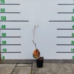 Rakytník rešetliakový (Hippophae rhamnoides) ´SLNIEČKO´ - výška 30-40 cm, P9 - SAMICA 